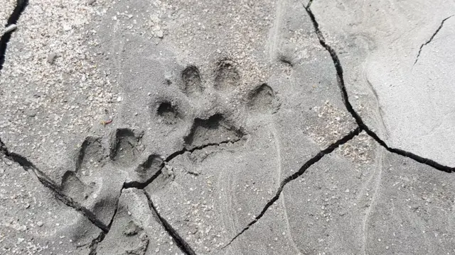 (캡션) 삵의 족적