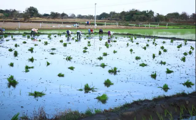 వ్యవసాయం, తెలంగాణ
