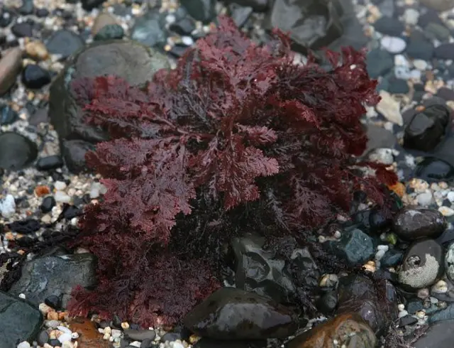 red algae