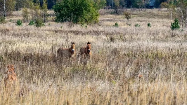 За відсутності людей тварини повернулись в зону відчуження, збільшуючи її біологічне різноманіття