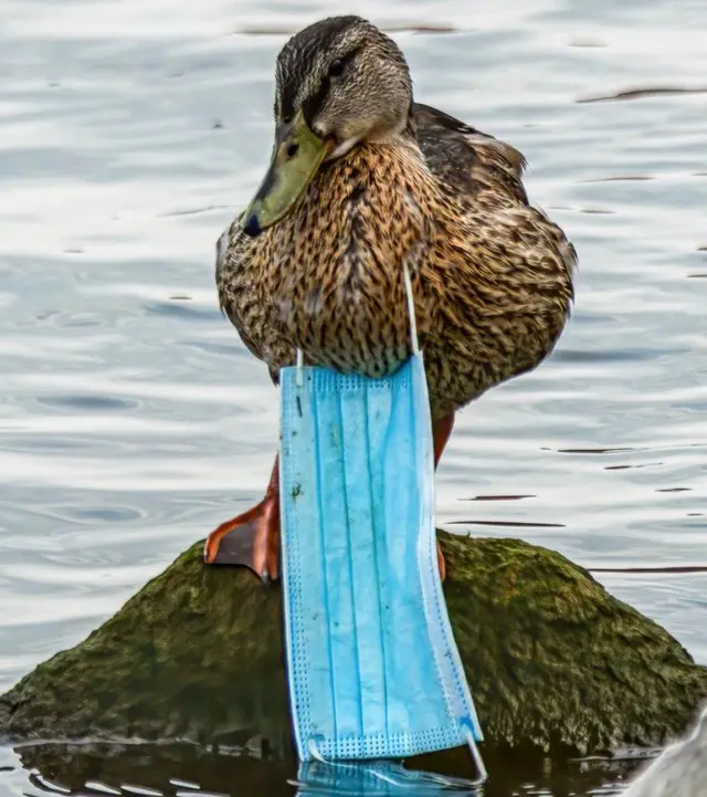 Burung mallard dengan masker medis menggantung di lehernya.