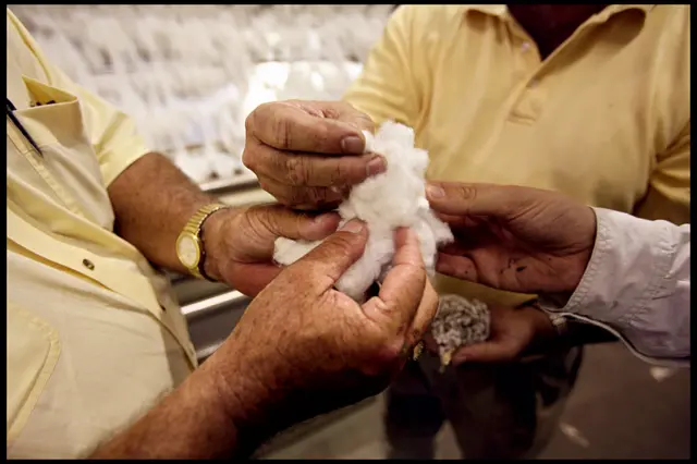 કપાસ બીબીસી ગુજરાતી સમાચાર