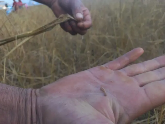 गवारो किरा