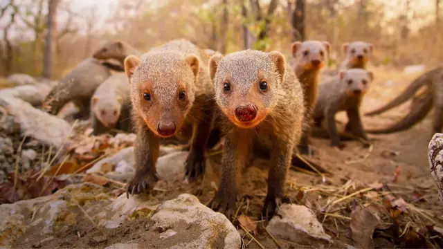 Фото мангустів в лісі - двоє на передньому плані дивляться прямо в камеру, ще декілька позаду