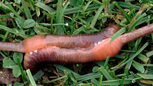 Обыкновенные земляные черви (Lumbricus terrestris) в процессе спаривания