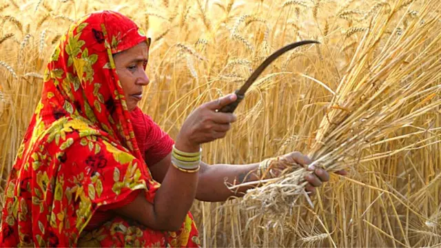 ગુજરાતમાં ખેતી