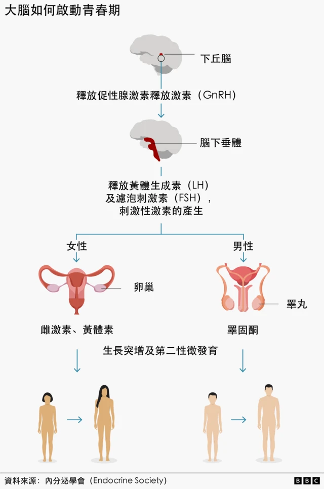 资讯图表显示了大脑如何触发青春期，从而导致性激素分泌增加和性徵发育。