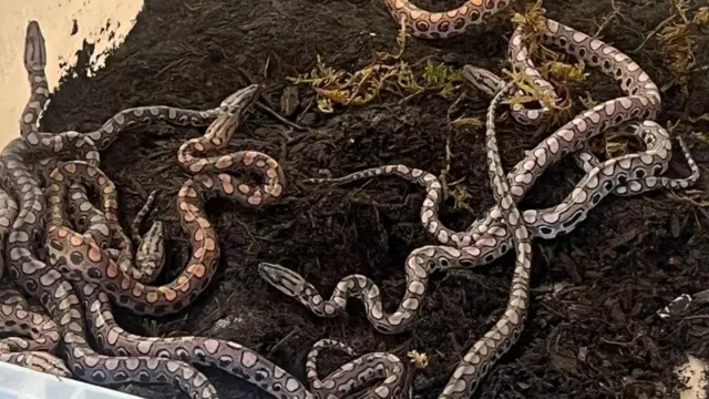 தானாக கருத்தரித்த பாம்பு