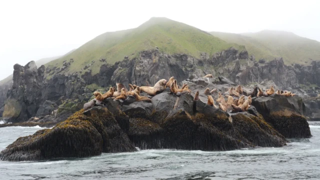 Mamalia laut di Unalaska.