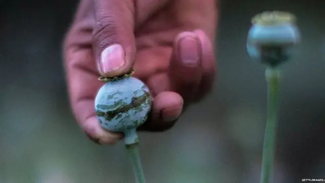 ਖਸਖਸ ਦੀ ਖੇਤੀ