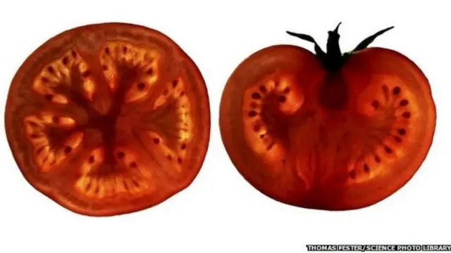 THOMAS FESTER/SCIENCE PHOTO LIBRARY