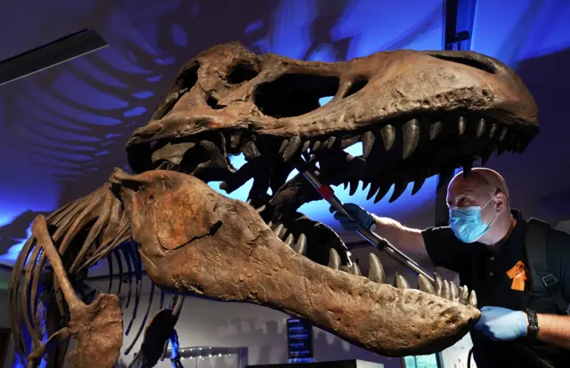 ব্রিটেনের নিউকাসল আপন টাইন শহরের এক যাদুঘরে রাখা টিরানোসরাস রেক্স ডাইনোসরের একটি প্রতিকৃতি ঝাড়পোঁছ করা হচ্ছে। করোনাভাইরাস মহামারির জন্য যাদুঘরটি দীর্ঘদিন বন্ধ ছিল। এট এখন জনসাধারণের জন্য খুলে দেয়া হয়েছে।