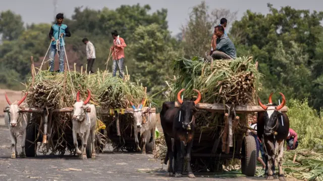 Recogedores de caña en India