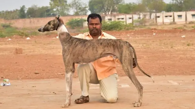 முதோல் நாய்