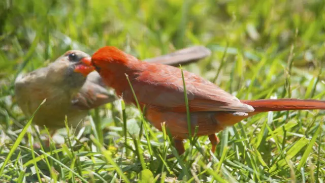 மதிவாணன் கனகசபை, அமெரிக்கா