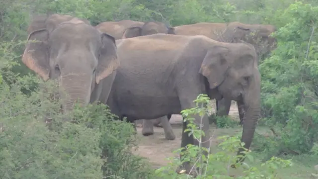 අලි මංකඩ යළි අලින්ට