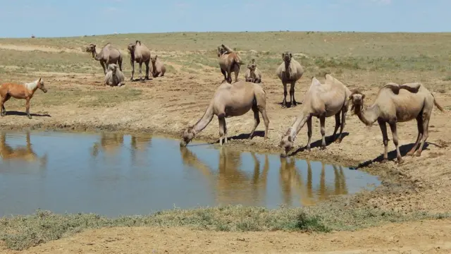 Camellos tomando agua