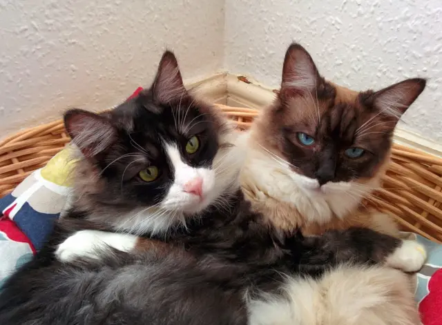 கைப்பிடித்து கொண்டிருக்கும் இரண்டு பூனைகள்