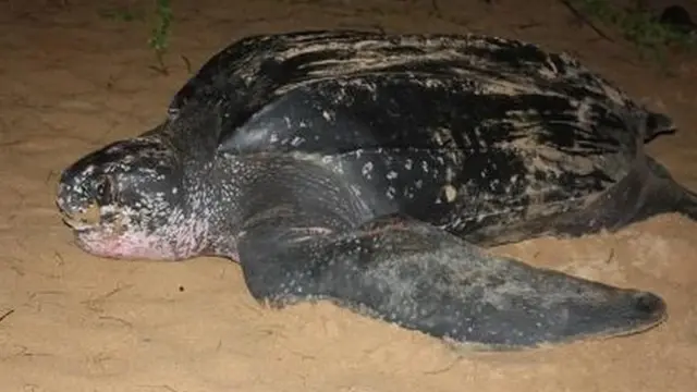 දාර කැස්බෑවා - Leatherback turtle (Dermochelyscoriacea)