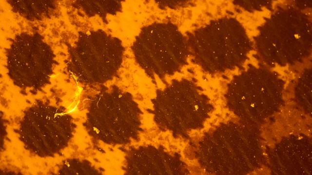 Filtragemaposta política sportingbetpartículas