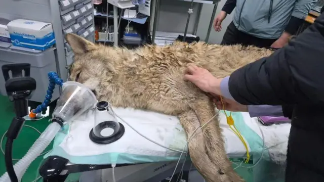 நூக்குவின் நாடித்துடிப்பு மற்றும் உடல் வெப்பநிலை சீராக இருந்ததாக அதிகாரிகள் தெரிவித்தனர்.