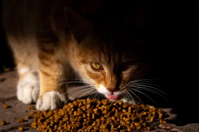 Kedi