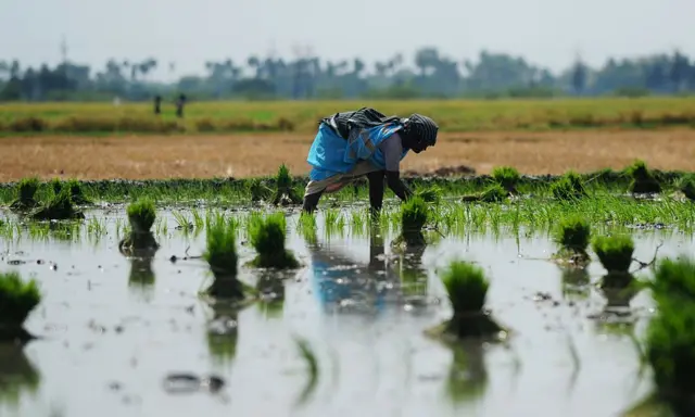 பெண் ஒருவர் விவசாயம் செய்யும் காட்சி