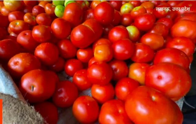 टमाटर 