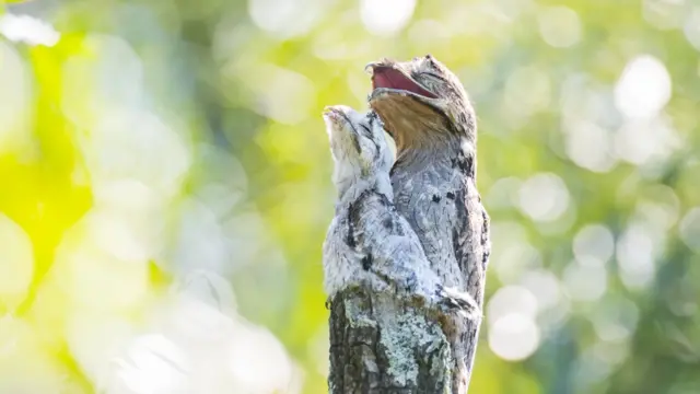 
Um urutaú e sua cria pousam no topo de um galho cortado no norte do Uruguai.

