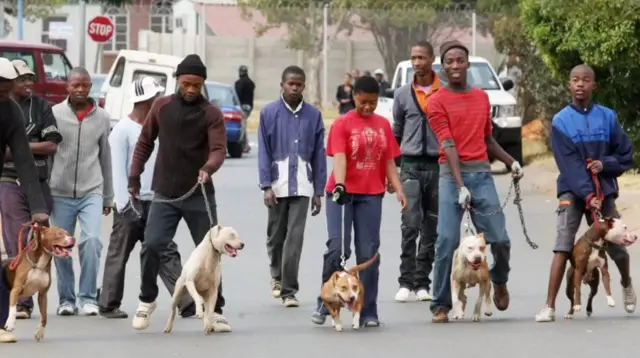 పిట్ బుల్