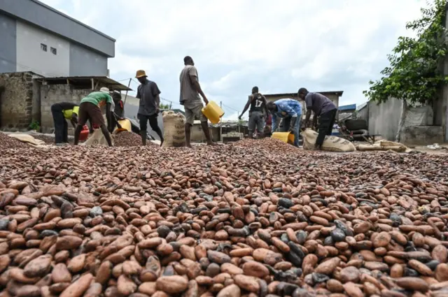 Unusually heavy rains in Ivory Coast have lowered substantially the production of cocoa expected from farms.