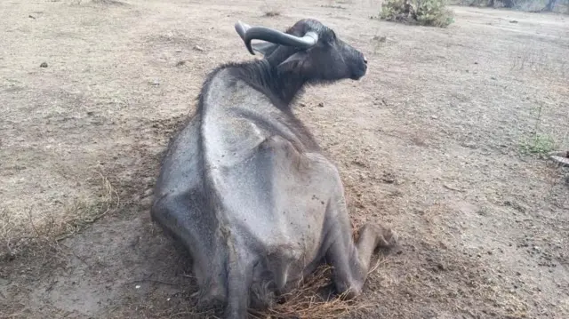 மசினகுடி, வறட்சி, மாடு, எருமை, கால்நடை