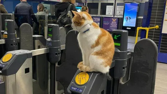 Nala the cat sitting on a ticket gate 549