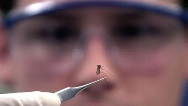 डेंग्यू