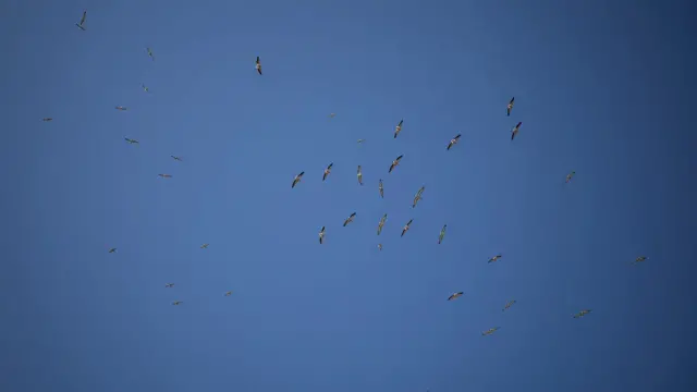 mamalia laut kena dampak perang rusia