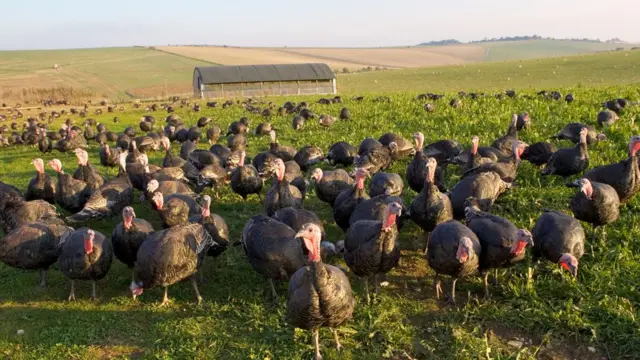 Индейки на ферме в графстве Норфолк