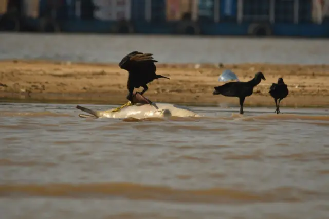 Aves comendo carcaçacorinthians e america mg palpitesboto