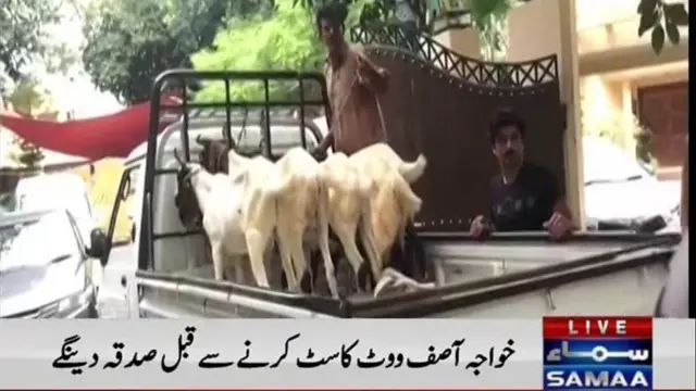 దానమిచ్చేందుకు తీసుకెళ్తున్న మేకలు