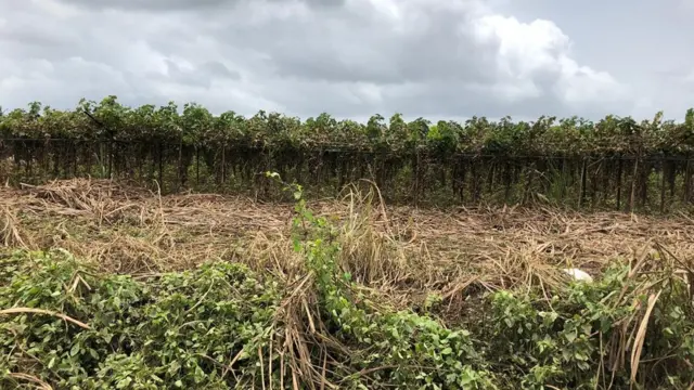 सांगली, कोल्हापूर