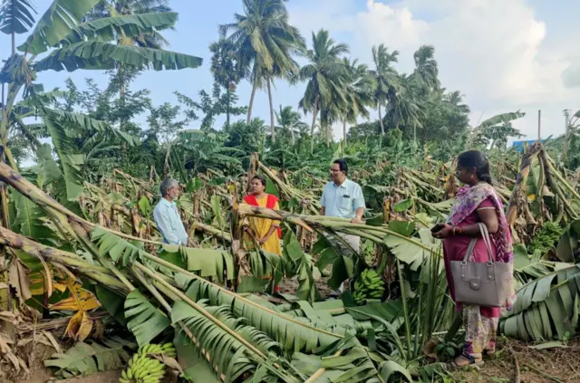 తిరుపతి జిల్లా రెణిగుంట దగ్గర అరటి పంటను పరిశీలిస్తున్న అధికారులు