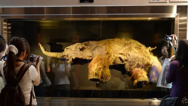 யூக்கா என்னும் 39,000 ஆண்டுகள் பழைய யானை