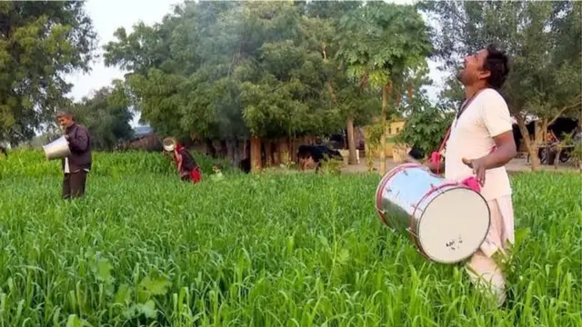 గుజరాత్ మిడతలు