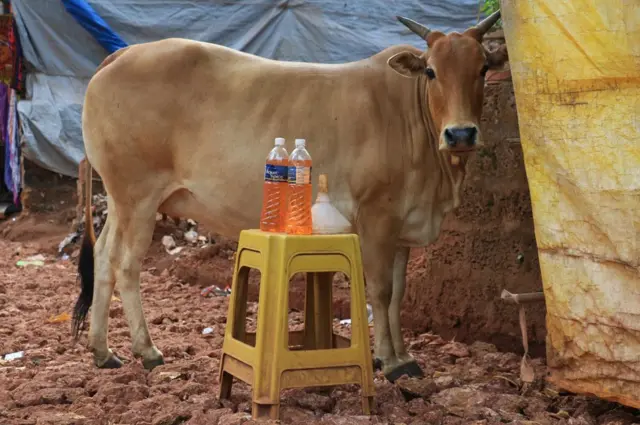 गाय और पेट्रोल की बोतल