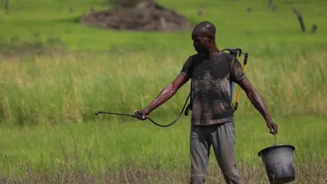 Un riziculteur fumige sa grande rizière à Otukpo, dans l'État de Benue, au Nigéria.