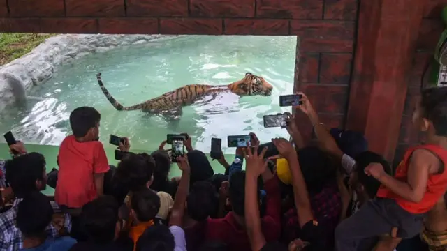posetioci fotografišu tigra u zoološkom vrtu