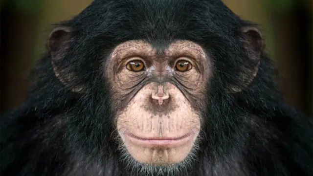 Chimpancé mirando de frente