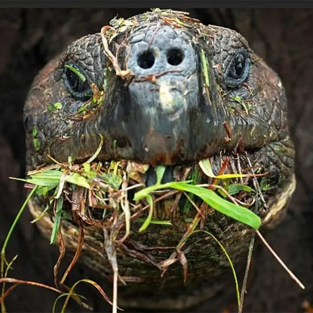 Tartaruga gigantetodos resultados lotofacilGalápagos se alimentatodos resultados lotofacilvegetação