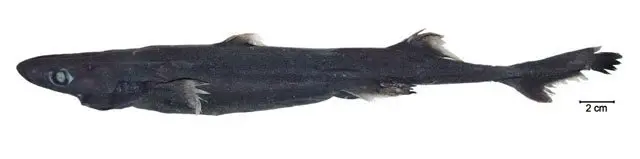 blackbelly lanternshark