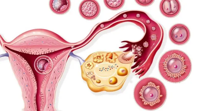Female reproductive organ