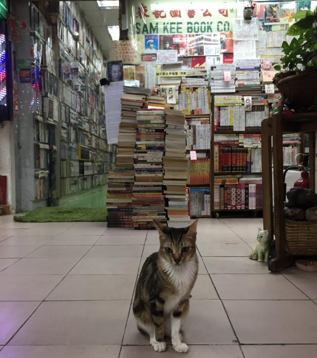 森记在2004年因为增设二手书店，有更多空间收养猫。